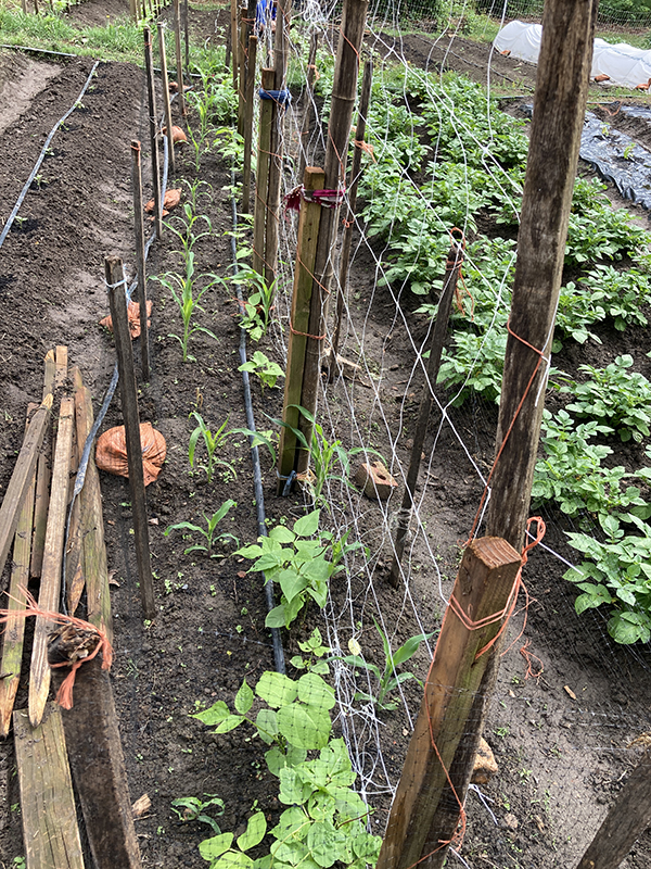 Trellis to Support Beans next to Corn