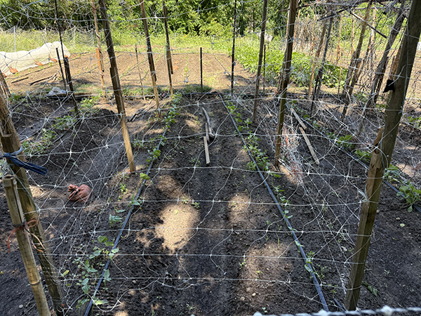 Trellis Netting and Structure Vertical Gardening