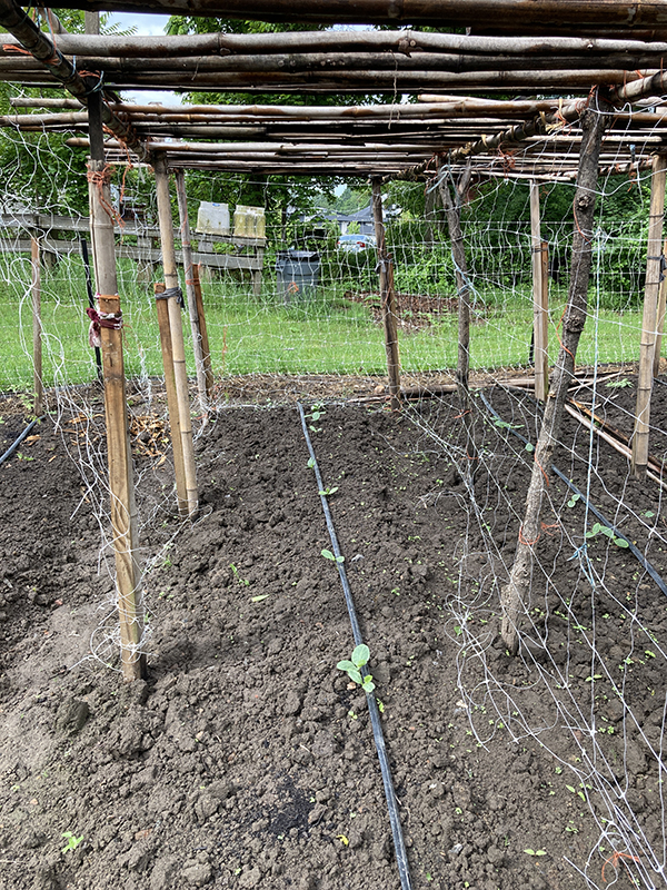 Trellis Built to Support Pumpkin VInes at Planting Time