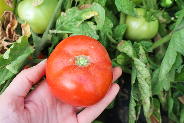 Tomato harvest slicer