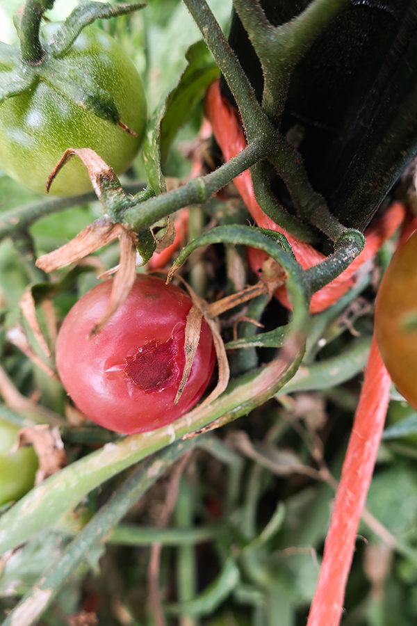 Tomato with pest damage.