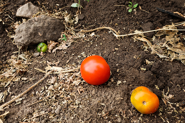 Tomatoes on ground