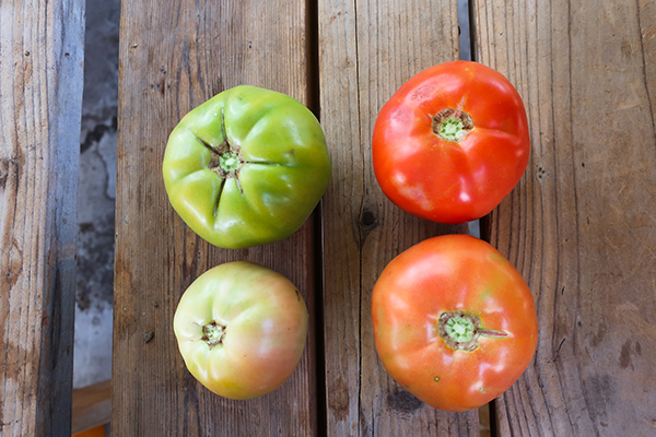 Tomatoes, stages of ripeness, slicers