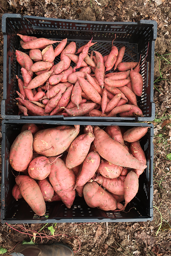 Two crates of sweet potatoes, separated by size.