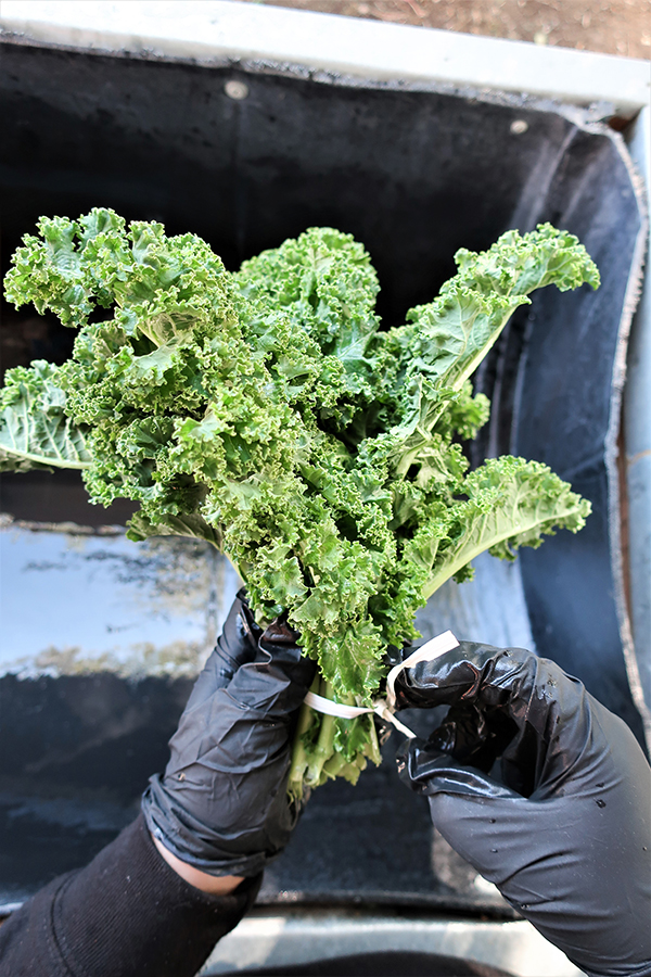 Two gloved hands tying kale bunch with twist ties.