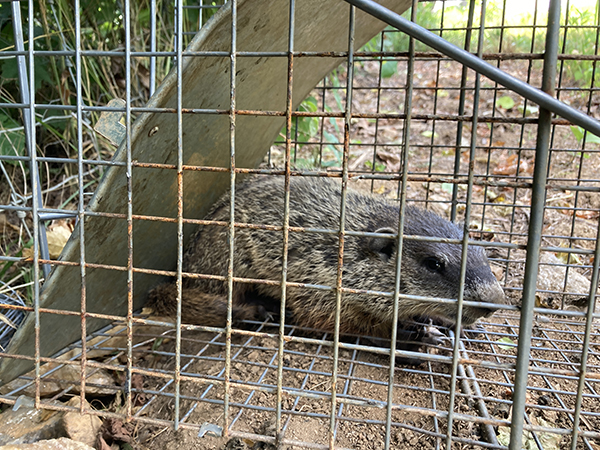 Young Groundhog in Cage Trap Garden Pest