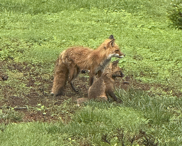 Red Tailed Fox Mom and Kit