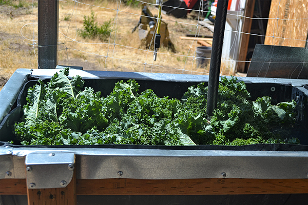 Washing kale in the sink.