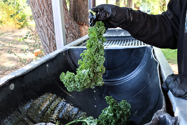 Washing kale