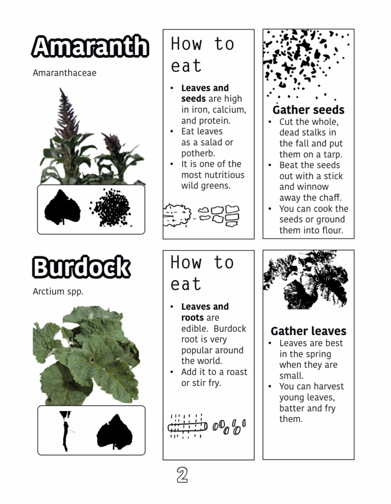 Edible weeds preview image showing amaranth family crops and how to eat them.