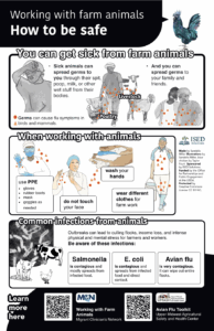 The farm animal safety poster which shows the dangers of exposure to animal borne diseases and how to prevent exposure.