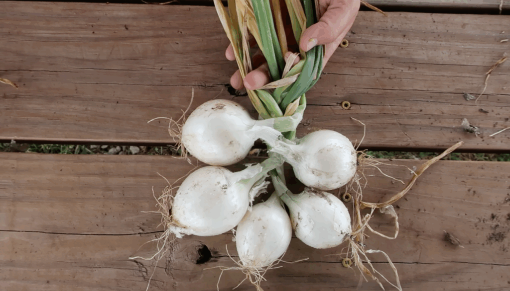 Preview image of the onion braiding video, which shows five onions being braided together.