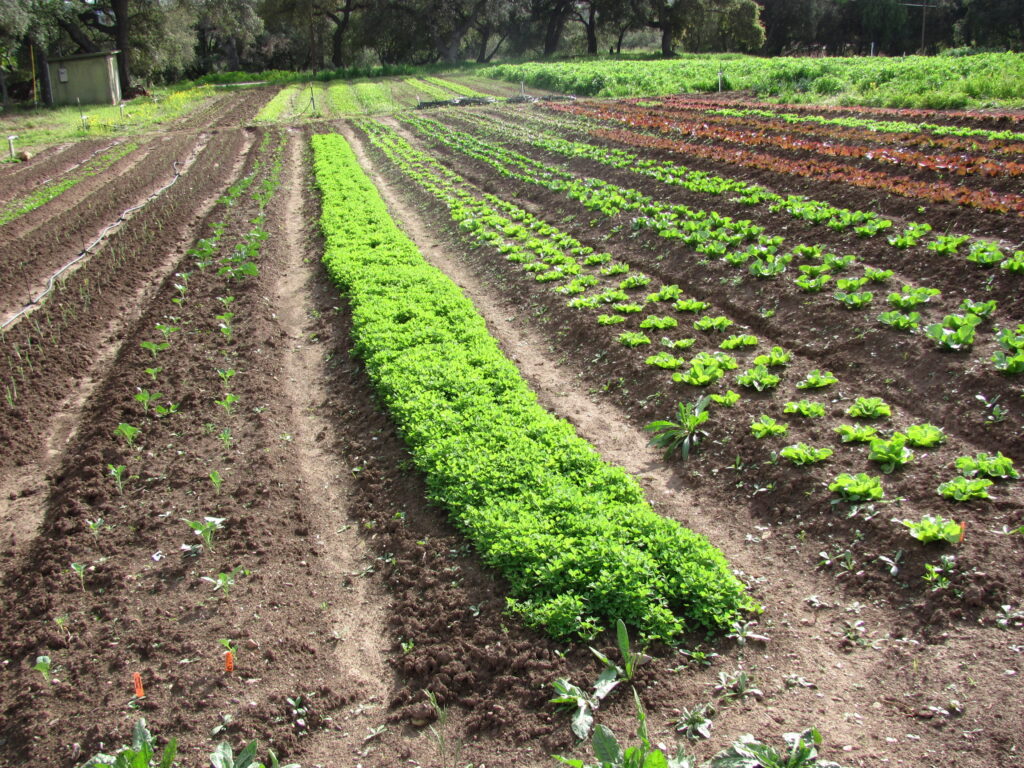 Rows of green and red lettuce growing in raised beds at a farm.