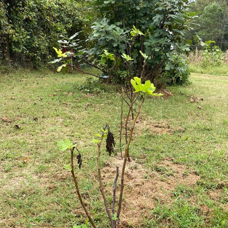 Picture of a fig tree before air layering.