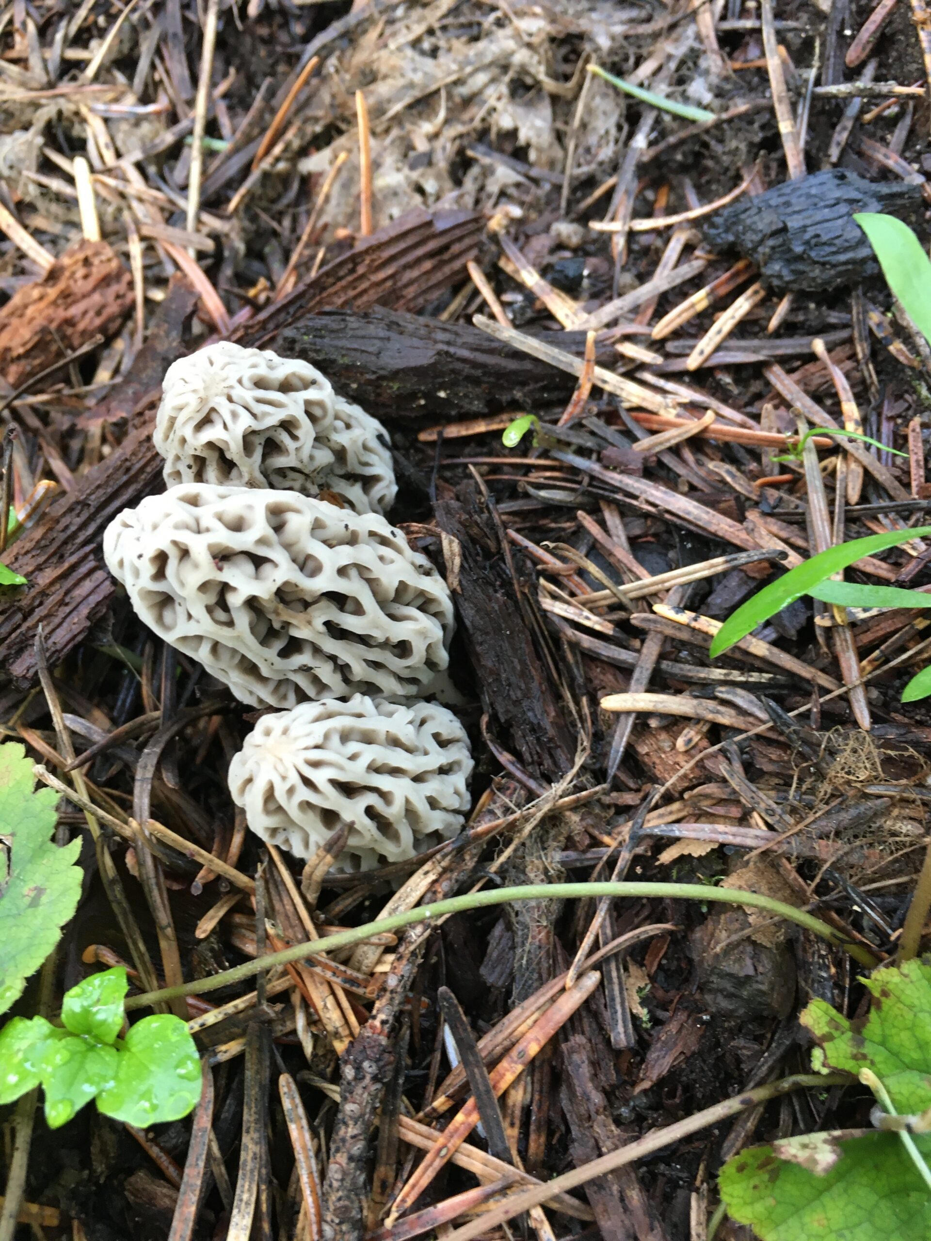 Three small, tan morel mushrooms grow in pine needles on a forest floor. 